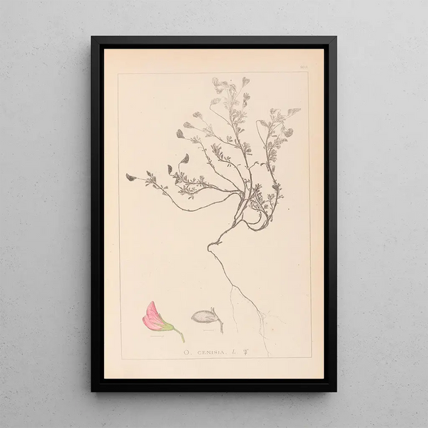 Louis Antoine Cusin - Herbier de la flore franaise Pl0219.webp