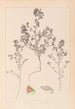 Herbier de la flore française Pl0220 - Louis Antoine Cusin — Ansicht des Kunstwerks