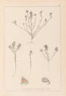 Herbier de la flore française Pl0221 - Louis Antoine Cusin — Ansicht des Kunstwerks