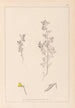 Herbier de la flore française Pl0222 - Louis Antoine Cusin — Ansicht des Kunstwerks