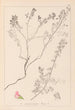 Herbier de la flore française Pl0225 - Louis Antoine Cusin — Ansicht des Kunstwerks