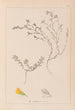 Herbier de la flore française Pl0229 - Louis Antoine Cusin — Ansicht des Kunstwerks