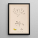 Herbier de la flore française Pl0230 - Louis Antoine Cusin — gerahmtes Bild an der Wand