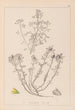 Herbier de la flore française Pl0231 - Louis Antoine Cusin — Ansicht des Kunstwerks