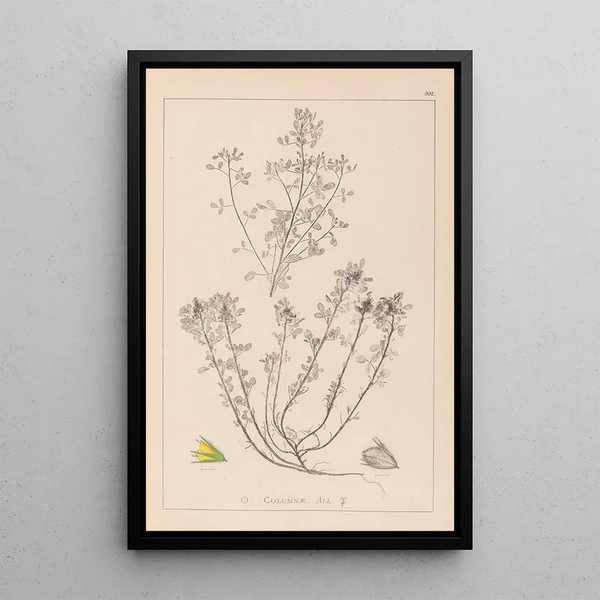 Louis Antoine Cusin - Herbier de la flore franaise Pl0231.webp