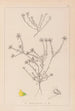 Herbier de la flore française Pl0232 - Louis Antoine Cusin — Ansicht des Kunstwerks