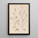 Herbier de la flore française Pl0233 - Louis Antoine Cusin — gerahmtes Bild an der Wand