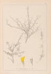 Herbier de la flore française Pl0236 - Louis Antoine Cusin — Ansicht des Kunstwerks