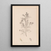Herbier de la flore française Pl0237 - Louis Antoine Cusin — gerahmtes Bild an der Wand