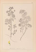 Herbier de la flore française Pl0245 - Louis Antoine Cusin — Ansicht des Kunstwerks
