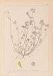 Herbier de la flore française Pl0247 - Louis Antoine Cusin — Ansicht des Kunstwerks