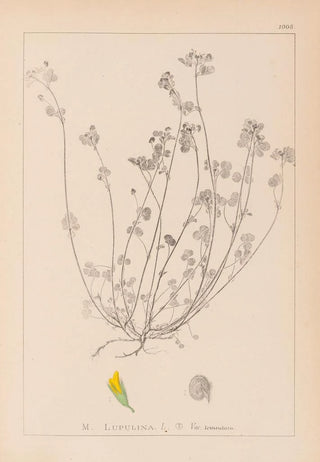 Louis Antoine Cusin - Herbier de la flore franaise Pl0247.webp