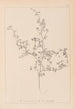 Herbier de la flore française Pl0250 - Louis Antoine Cusin — Ansicht des Kunstwerks