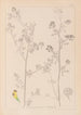Herbier de la flore française Pl0251 - Louis Antoine Cusin — Ansicht des Kunstwerks