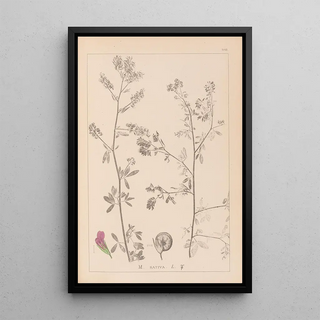 Louis Antoine Cusin - Herbier de la flore franaise Pl0252.webp