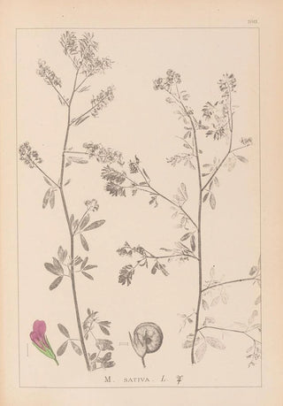Louis Antoine Cusin - Herbier de la flore franaise Pl0252.webp