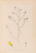 Herbier de la flore française Pl0253 - Louis Antoine Cusin — Ansicht des Kunstwerks