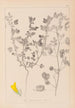 Herbier de la flore française Pl0254 - Louis Antoine Cusin — Ansicht des Kunstwerks