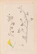 Herbier de la flore française Pl0259 - Louis Antoine Cusin — Ansicht des Kunstwerks