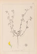Herbier de la flore française Pl0263 - Louis Antoine Cusin — Ansicht des Kunstwerks