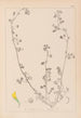 Herbier de la flore française Pl0264 - Louis Antoine Cusin — Ansicht des Kunstwerks