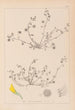 Herbier de la flore française Pl0265 - Louis Antoine Cusin — Ansicht des Kunstwerks