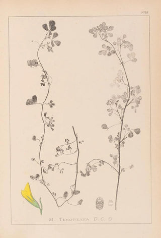 Louis Antoine Cusin - Herbier de la flore franaise Pl0266.webp
