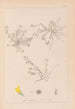 Herbier de la flore française Pl0268 - Louis Antoine Cusin — Ansicht des Kunstwerks