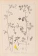 Herbier de la flore française Pl0269 - Louis Antoine Cusin — Ansicht des Kunstwerks