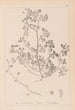 Herbier de la flore française Pl0270 - Louis Antoine Cusin — Ansicht des Kunstwerks