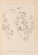 Herbier de la flore française Pl0273 - Louis Antoine Cusin — Ansicht des Kunstwerks