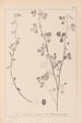 Herbier de la flore française Pl0274 - Louis Antoine Cusin — Ansicht des Kunstwerks