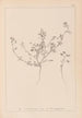 Herbier de la flore française Pl0281 - Louis Antoine Cusin — Ansicht des Kunstwerks