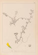 Herbier de la flore française Pl0286 - Louis Antoine Cusin — Ansicht des Kunstwerks