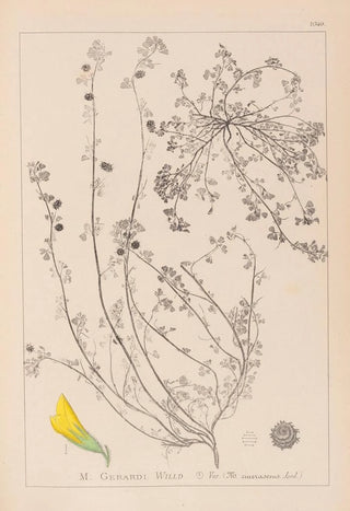 Louis Antoine Cusin - Herbier de la flore franaise Pl0287.webp