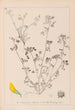 Herbier de la flore française Pl0288 - Louis Antoine Cusin — Ansicht des Kunstwerks