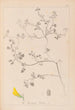 Herbier de la flore française Pl0290 - Louis Antoine Cusin — Ansicht des Kunstwerks