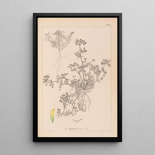 Louis Antoine Cusin - Herbier de la flore franaise Pl0297.webp