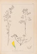 Herbier de la flore française Pl0301 - Louis Antoine Cusin — Ansicht des Kunstwerks