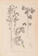 Herbier de la flore française Pl0302 - Louis Antoine Cusin — Ansicht des Kunstwerks