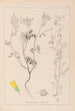 Herbier de la flore française Pl0304 - Louis Antoine Cusin — Ansicht des Kunstwerks