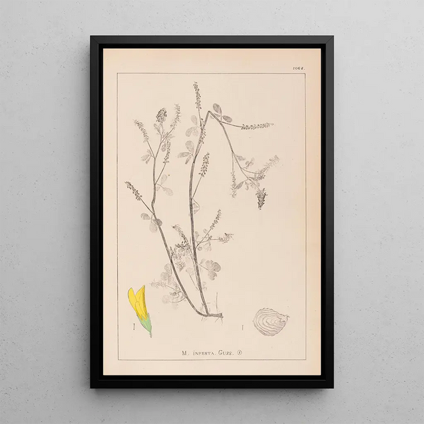 Louis Antoine Cusin - Herbier de la flore franaise Pl0305.webp