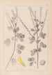 Herbier de la flore française Pl0306 - Louis Antoine Cusin — Ansicht des Kunstwerks
