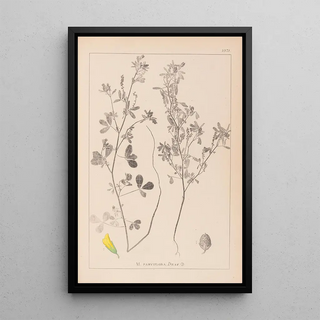 Louis Antoine Cusin - Herbier de la flore franaise Pl0308.webp