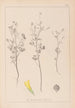 Herbier de la flore française Pl0309 - Louis Antoine Cusin — Ansicht des Kunstwerks