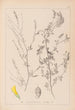 Herbier de la flore française Pl0310 - Louis Antoine Cusin — Ansicht des Kunstwerks