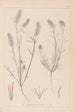 Herbier de la flore française Pl0315 - Louis Antoine Cusin — Ansicht des Kunstwerks
