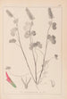 Herbier de la flore française Pl0316 - Louis Antoine Cusin — Ansicht des Kunstwerks