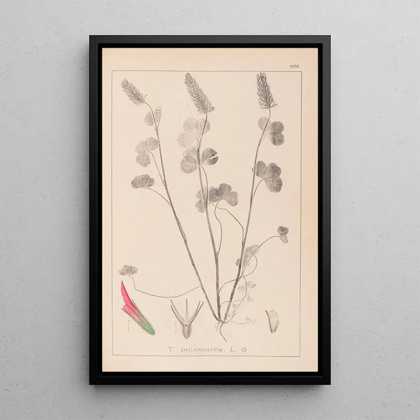 Louis Antoine Cusin - Herbier de la flore franaise Pl0316.webp