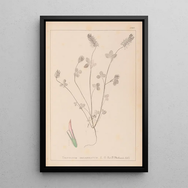 Louis Antoine Cusin - Herbier de la flore franaise Pl0317.webp